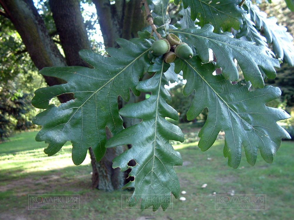 Дуб Фрайнетто (Quercus frainetto). Источник: wikimedia.org. Автор: Radomil
