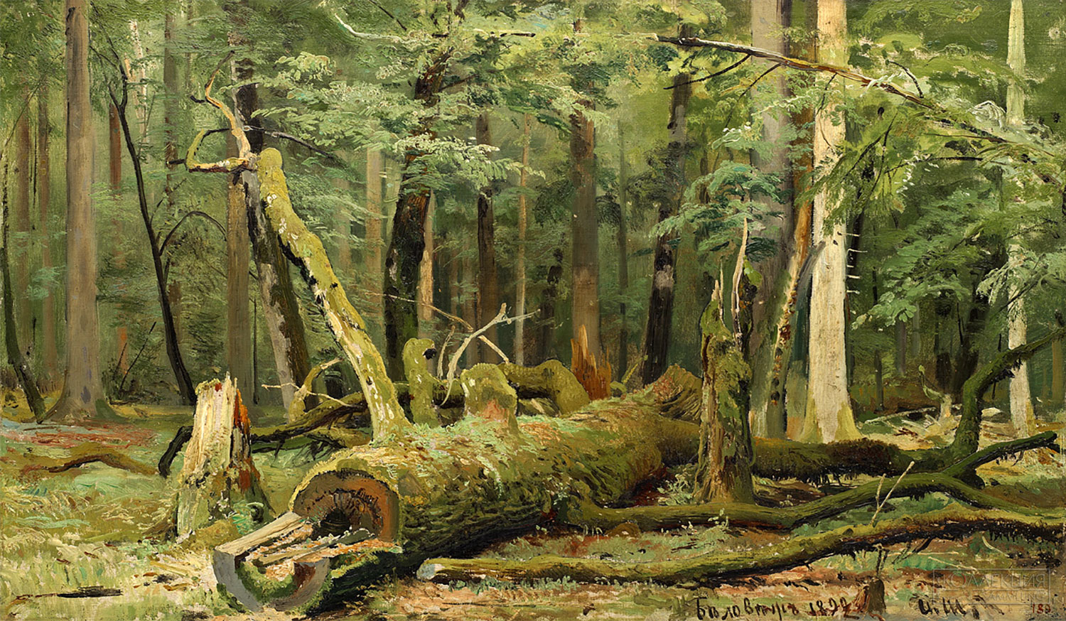 Шишкин И.И. Срубленный дуб. В Беловежской пуще. Этюд. 1892. ЯХМ