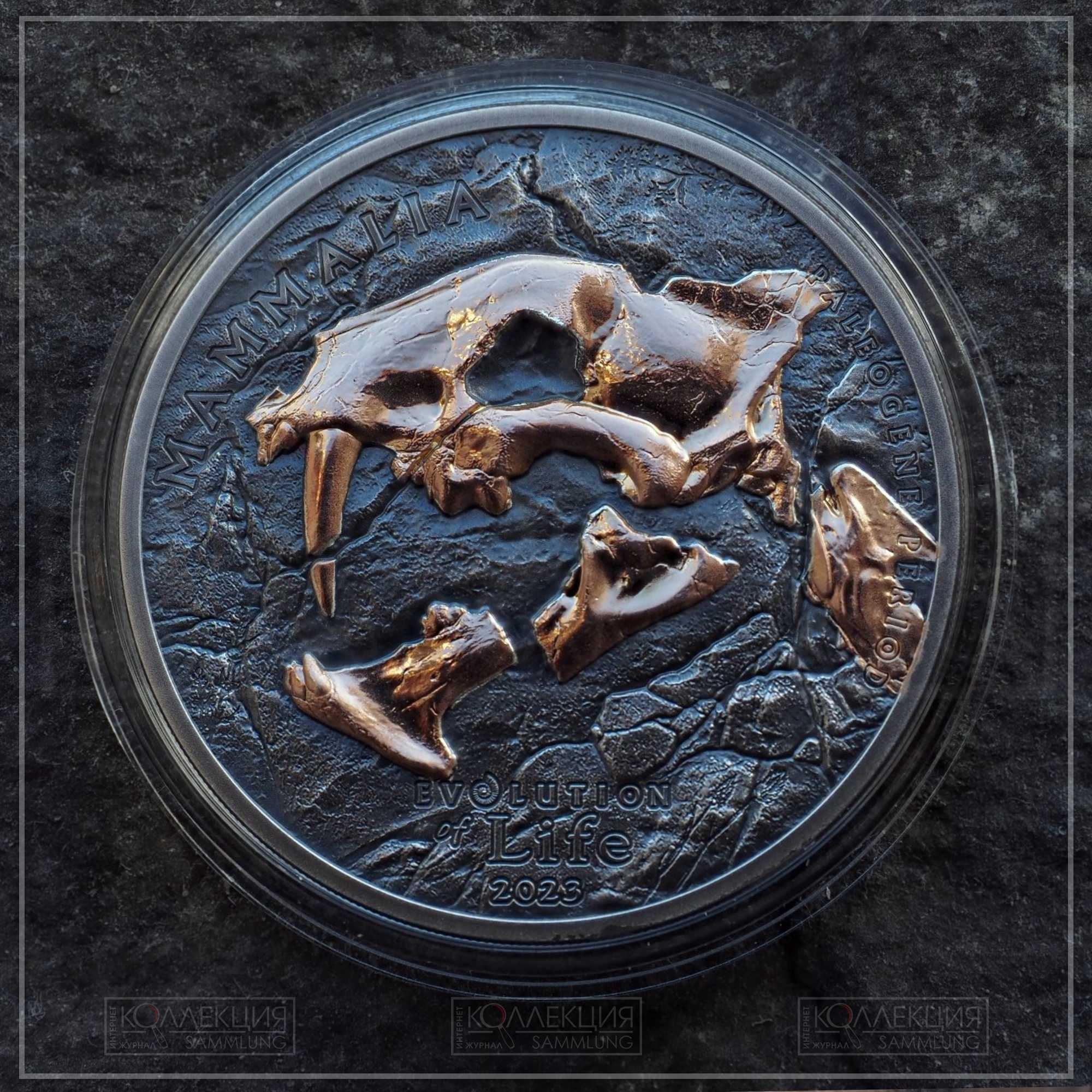 Гоплофонеус (сем. нимравиды). Монголия. 2023. Серебро 999. 38.61 мм / 31,1 гр. Тираж 999 экземпляров. Коллекция Максима Кошелева